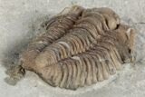 Fossil Trilobite (Calymene breviceps) - Waldron Shale #198717-2